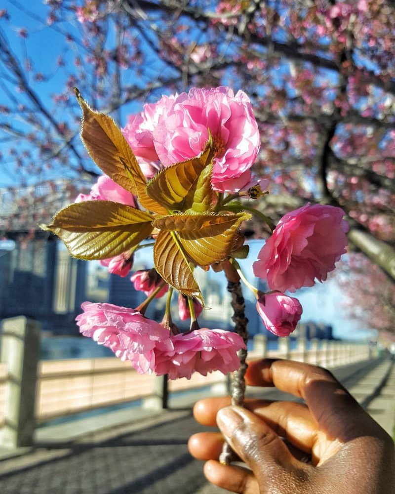 cherry blossoms new york city roosevelt island